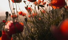 未来两个月喜事传千里，财运旺盛存款涨，财运一旺到明年的四属相