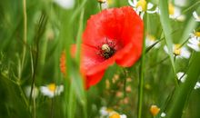 下周起运势重新洗牌，吉星重点关照，定能诸事顺心的四属相