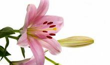 十二生肖中，3个生肖，11月财神眷顾，身价水涨船高