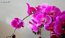 怎么做才能让天秤座向你低头？