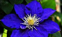 11月上旬运势开始转顺，财门广开的生肖，终于盼来了赚钱的机会