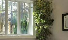 植物不仅看起来美观，在家居中还有很大的风水作用