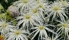 11月下半月，好运天降，3生肖贵人关照，偏财进门，幸运源源不断