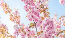 未来半年大运来，桃花旺，贵人帮、钞票涨，定能官高事顺的四属相