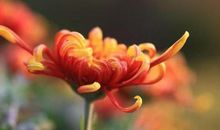 3月上旬开始，好运不断，鸿运当头的三大生肖