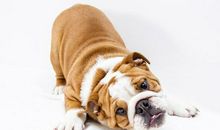 生肖狗的2020年运势