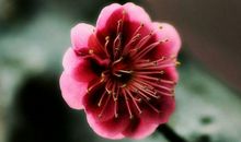 十二生肖中，这4大生肖男“自私自利”只爱自己，有你老公吗？