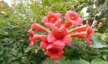 明年好运常相伴，运势如虹，财神赐财，事业蒸蒸日上的3大生肖