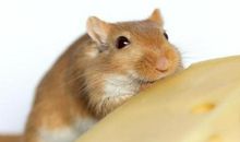 2020年属鼠本命年全年运势