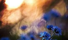 11月9日生肖运势 龙、猴、牛大吉