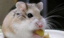 2020年属鼠本命年可以外出旅游吗