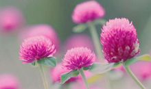 11月9日生肖运势前三，桃花运和财运一起来，你准备好接收了吗