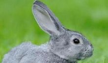 1987年属兔的人2021年运程 今年多大了几岁？