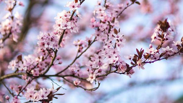 未来半年迎来人生转折，捞横财，四属相桃花来袭，正财横财齐进门