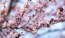 未来半年迎来人生转折，捞横财，四属相桃花来袭，正财横财齐进门