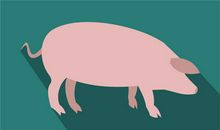 贪心鬼的生肖属相