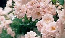 塔罗牌占卜：光棍节快到了，你还会是单身吗？