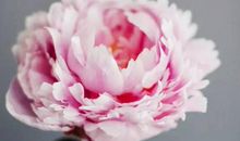 2020年生肖属虎人农历五月宜订婚的黄道吉日，这16天日子不错