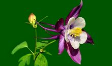 11月15号起好事降临，横财临头，走正财大运，福报连连的四属相