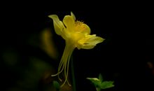 下周开始说发财就发财，运势不断涨，四属相一顺百顺，富贵满门