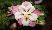 12月财富如雨，好运滚滚来，福运连绵，运势一路高涨的四属相