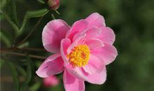 2019猪年出生的姓拓跋男孩怎么样起名字 姓拓跋男孩好名推荐(图文)