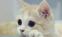 八一八四大血型隐藏得最深的性格