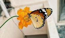 2020年运气直接下滑，这四位生肖惨不忍睹