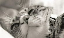 警惕！十二生肖天生的情敌是谁？