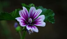 未来半年财神上门，财运好到爆，事业迅速发展，贵人相助的四属相