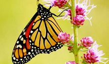 11月10号起，财运猛涨，4属相招财进宝，日进斗金，钱财满溢