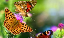 本月上旬，霉运不在好运到来，幸运星环绕，4属相顺心如意