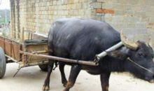 1985年属牛的人2021年运程 今年本命年多大了几岁？