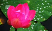 这3大生肖苦尽甘来，好运难挡，未来三个月花开富贵，财源滚滚来