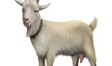 1979年属羊的人2021年运程 今年冲太岁多大了几岁？