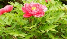 未来十天福禄双至，财神坐镇，顺风顺水，富贵无忧钱财不愁的生肖