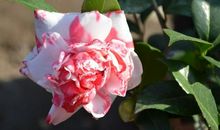 熬过大难好运来，富贵花开！未来一个月运势飙升，财运亨通的生肖