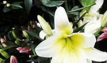 未来三个月鸿运加身，开门见喜，事业红火，赚得盆满钵盈的3生肖