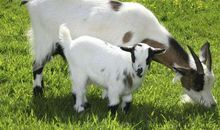 12月中上旬，4生肖有好运加持，逆天改命不是难事，运势一飞冲天