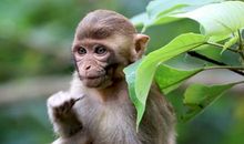 1980年属猴的人2021年运程 今年多大了几岁？