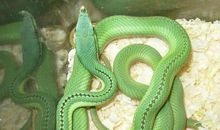 1989年属蛇的人2021年运程 今年多大了几岁？