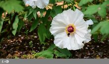 11、12月份，兔年人枯木逢春，运势迸发，从而飞黄腾达，大富大贵