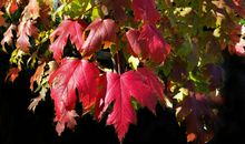 从6月初开始，有钱有势，横财接二连三，钞票堆成山的4个生肖