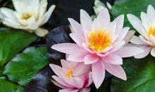 3月11号开始，财运爆棚，成为有钱人三生肖！