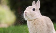 属相财运之属兔人跟什么属相一起最合财？(图文)