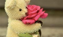 生肖狗和生肖鸡的婚配情况