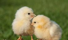 3月份财运亨通，贵人带财，事业步步高升的生肖