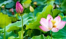 11月贵人来临，横财运旺，福气满堂的4个生肖