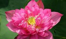 恭喜四生肖努力伴吉运，11月10号开始福气满满，意外之财源源不断！