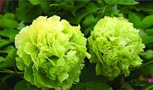 富贵满堂，福运延绵，12月份遇贵人，事业扶摇直上的3大生肖